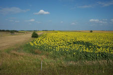 Cattail Haven Land 8