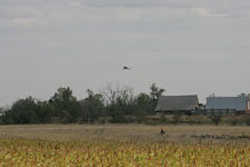 Roscoe Pheasant Hunting