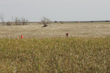 Aberdeen South Dakota Pheasant Hunting