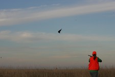 Aberdeen South Dakota Pheasant Hunting