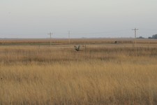 Aberdeen South Dakota Pheasant Hunting