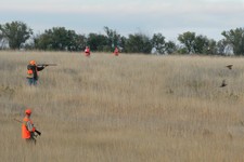 Fair Chase Pheasant Hunting