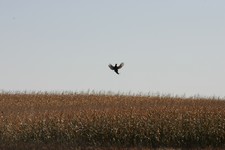 Aberdeen South Dakota Pheasant Hunting