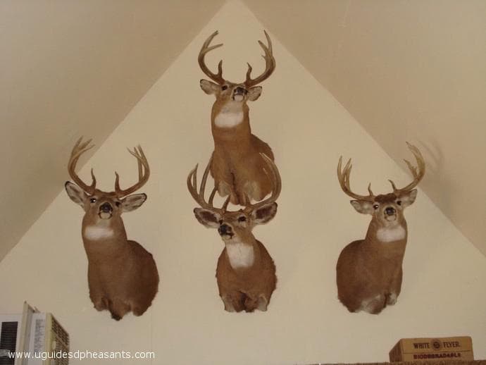 Gallery image 12
