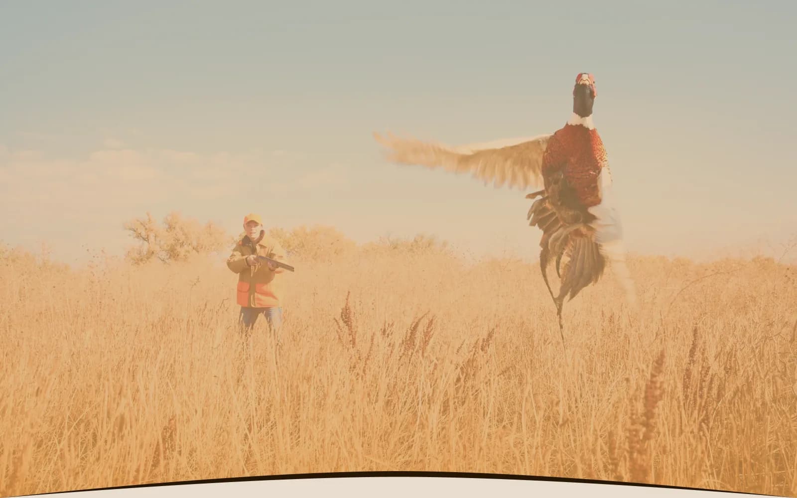 Hunter flushing a wild ringneck pheasant in a South Dakota field