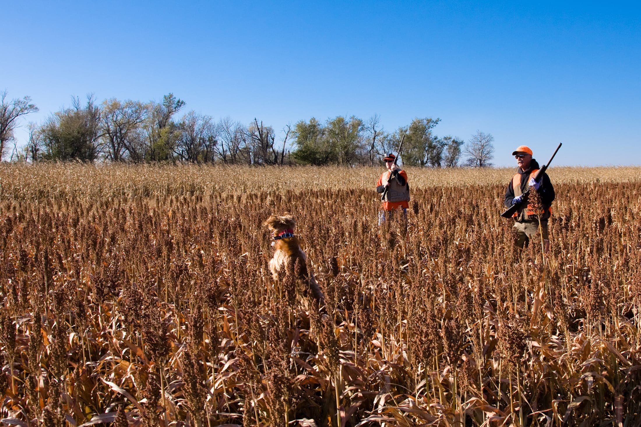 Faulkton South Dakota Pheasant Hunting | Faulkton, SD image 3