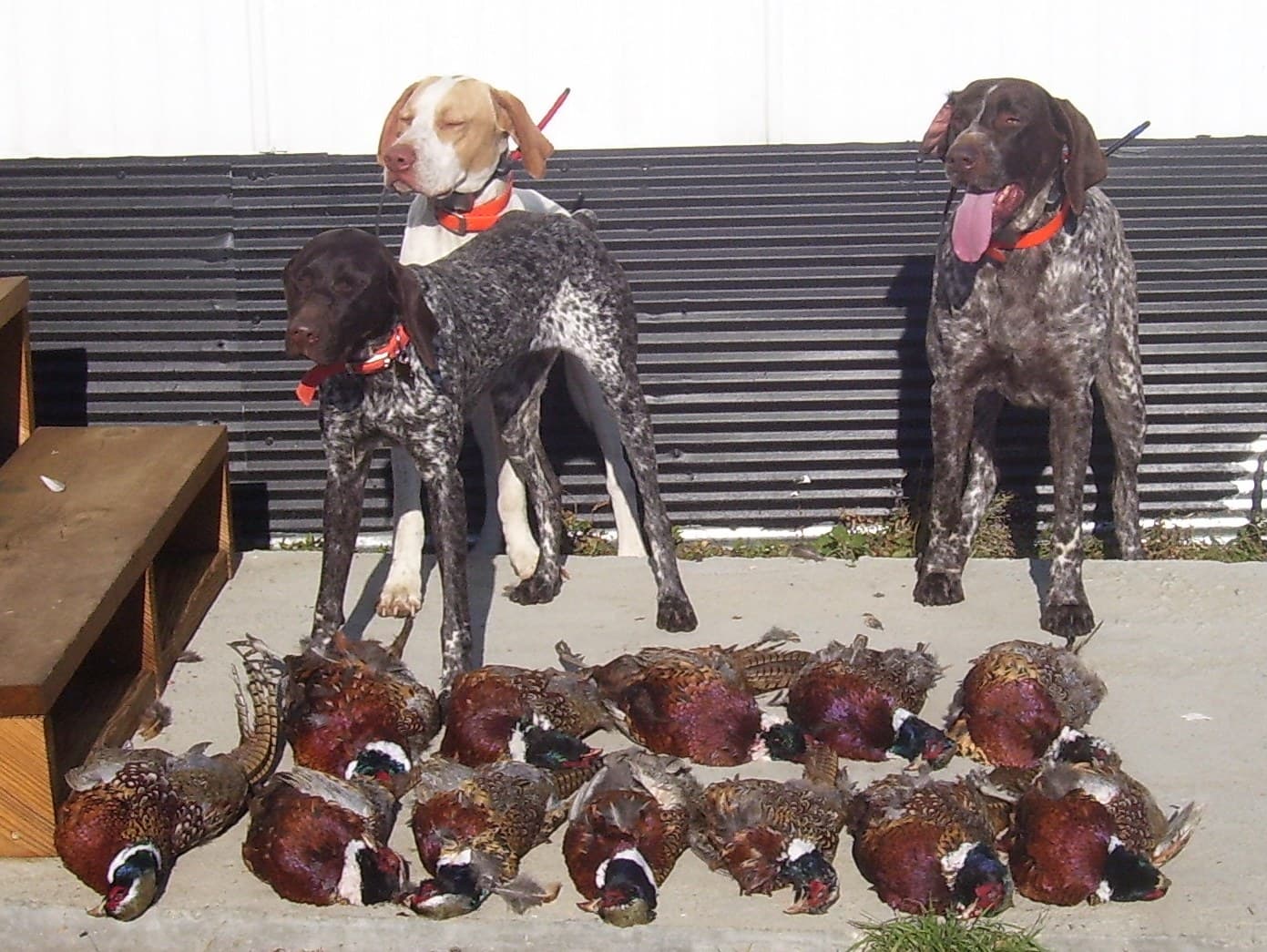 West River Adventures Pheasant Camp image 3