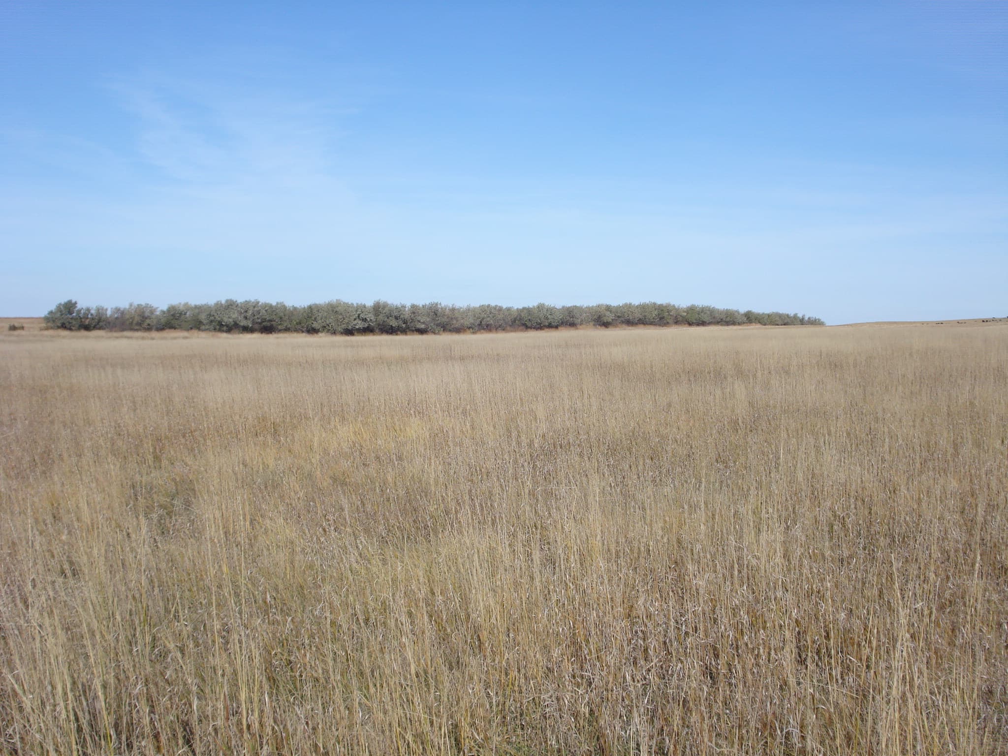 Gunner's Haven Pheasant Camp image 12