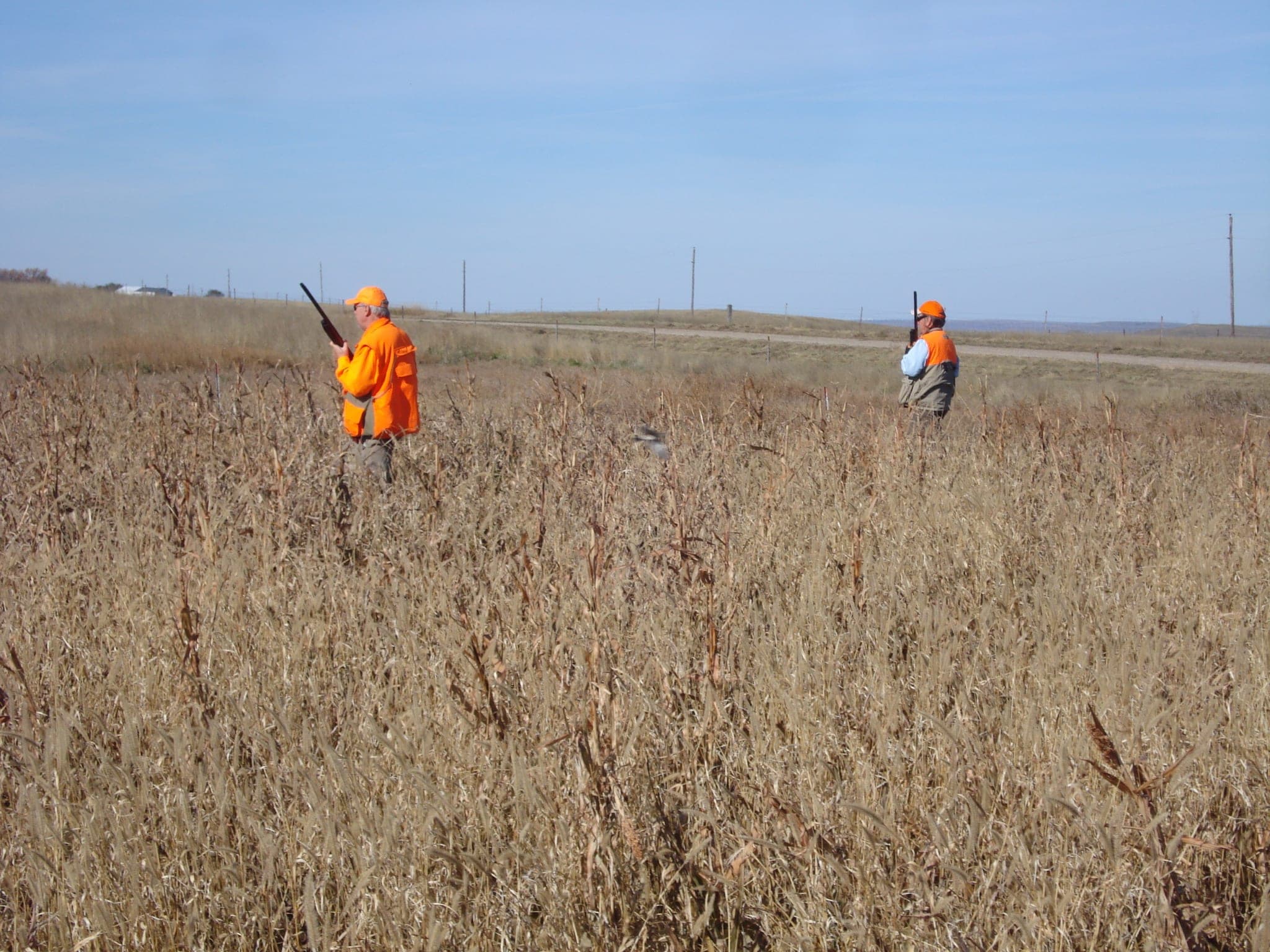 Gunner's Haven Pheasant Camp image 13