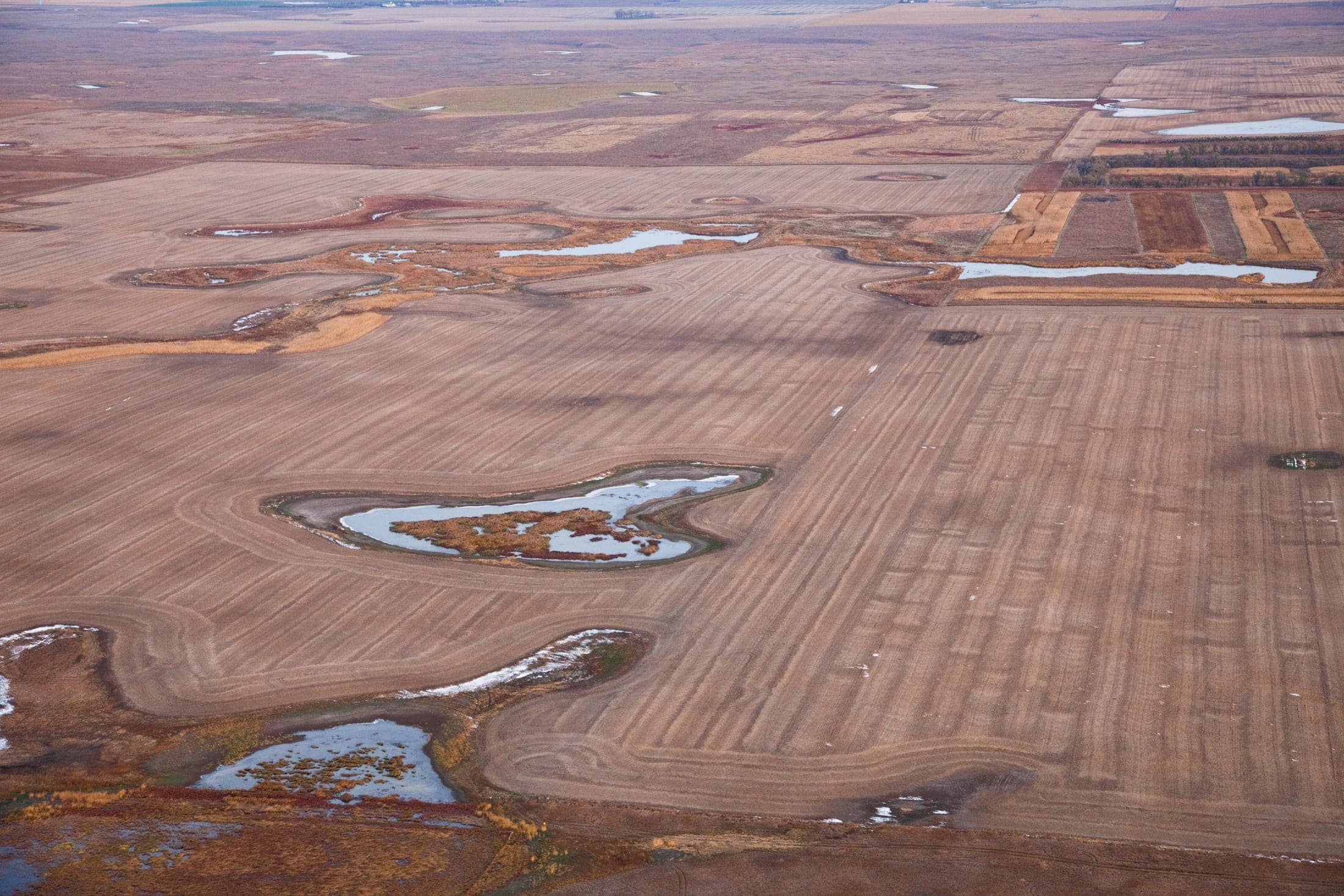 Faulkton South Dakota Pheasant Hunting | Faulkton, SD image 13