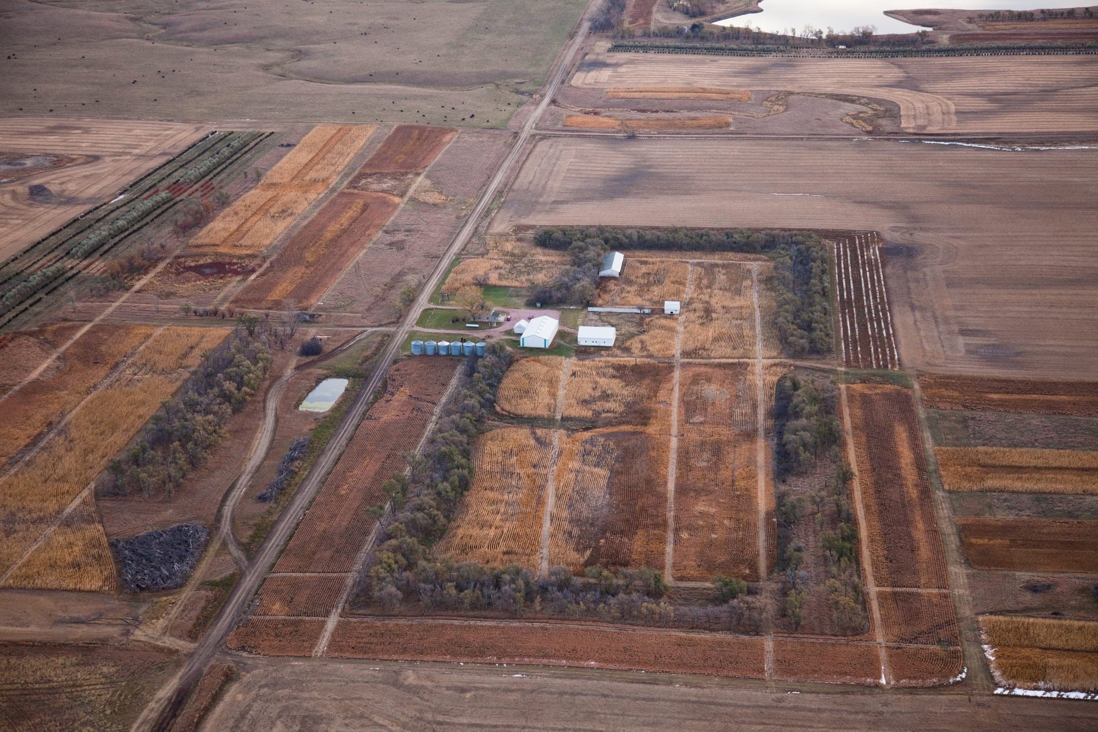 Faulkton South Dakota Pheasant Hunting | Faulkton, SD image 14