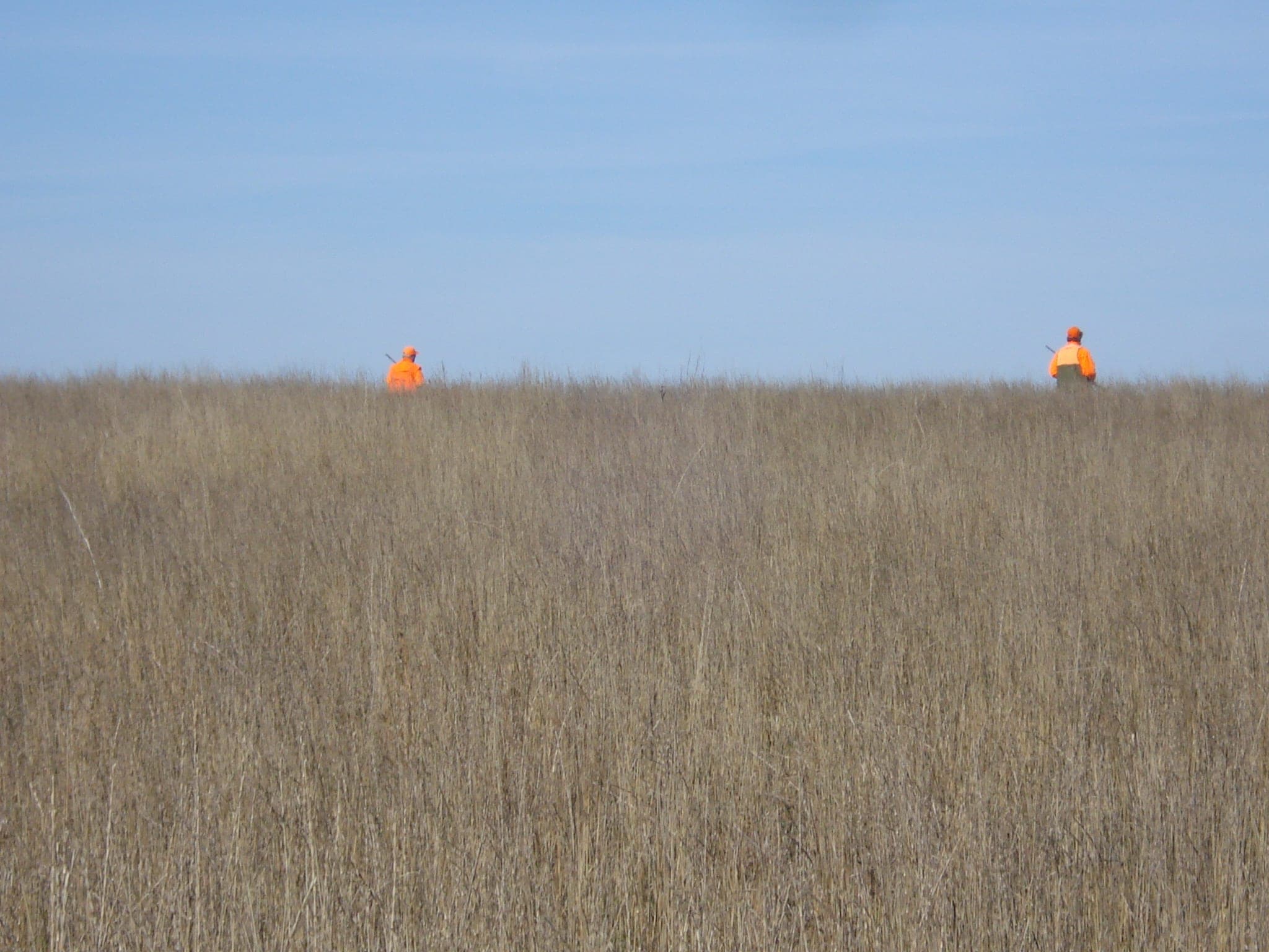 Gunner's Haven Pheasant Camp image 14
