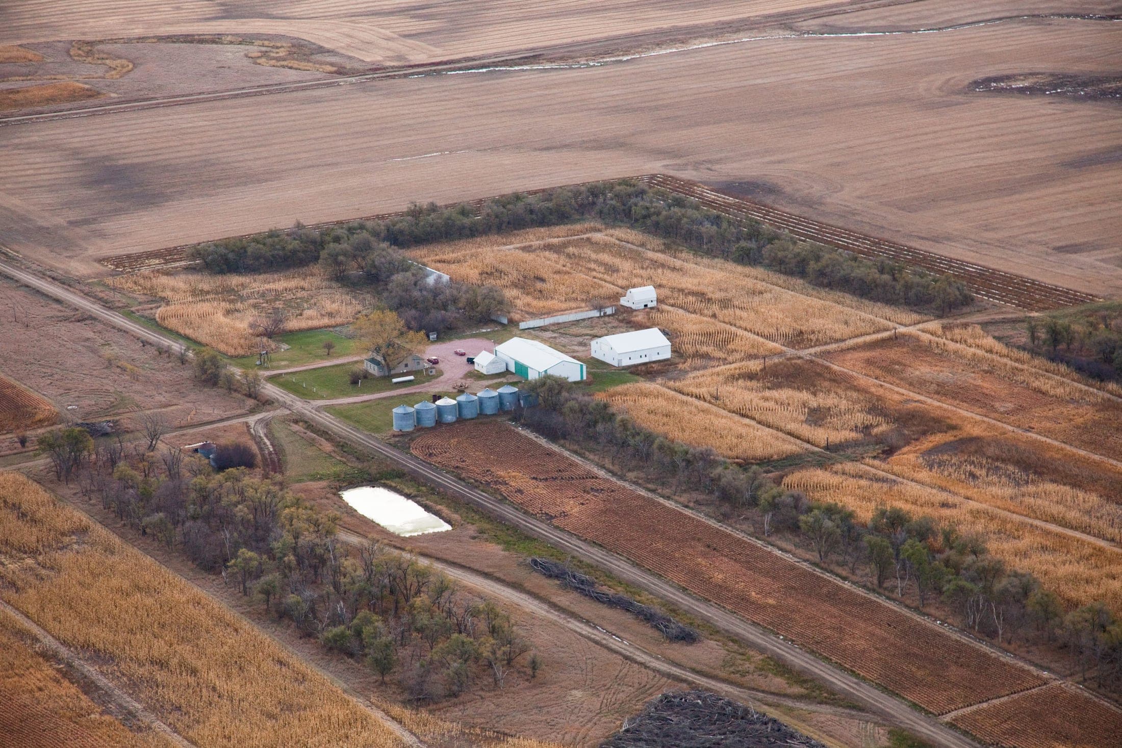Faulkton South Dakota Pheasant Hunting | Faulkton, SD image 16