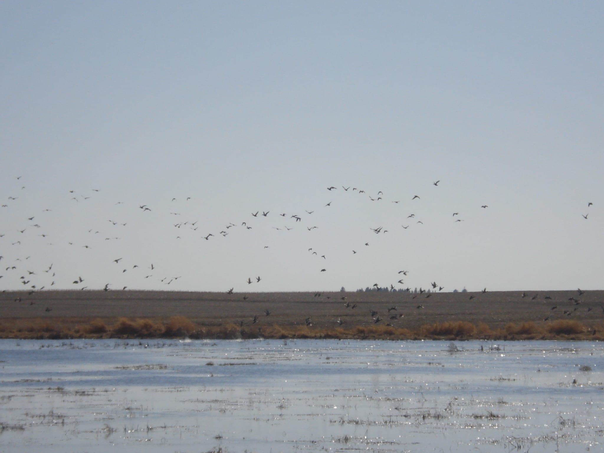 Gunner's Haven Pheasant Camp image 4