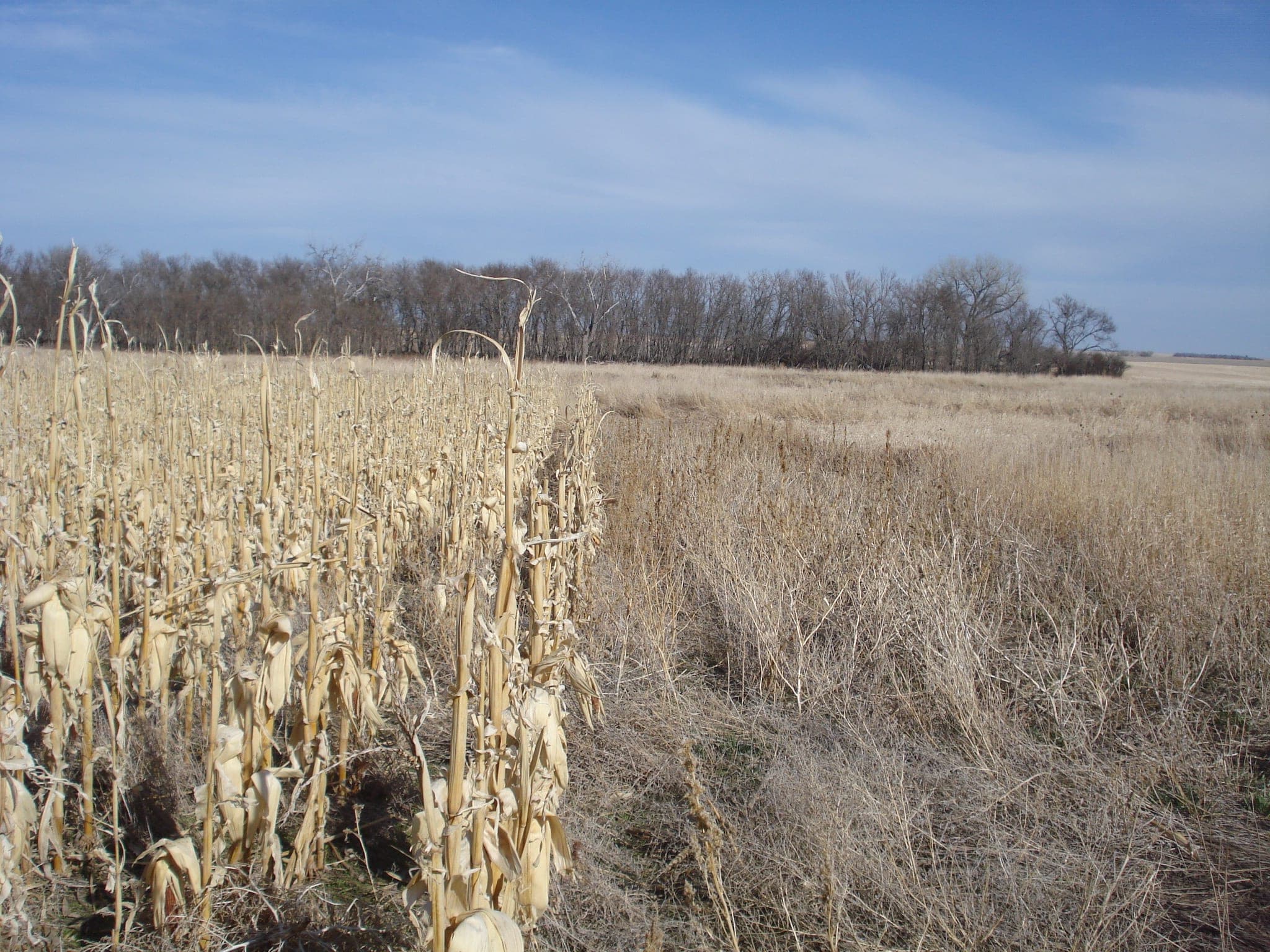 Gunner's Haven Pheasant Camp image 7