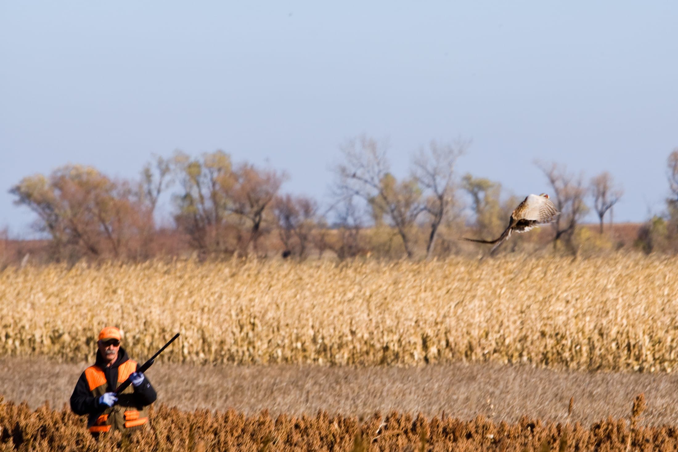 Faulkton South Dakota Pheasant Hunting | Faulkton, SD image 7