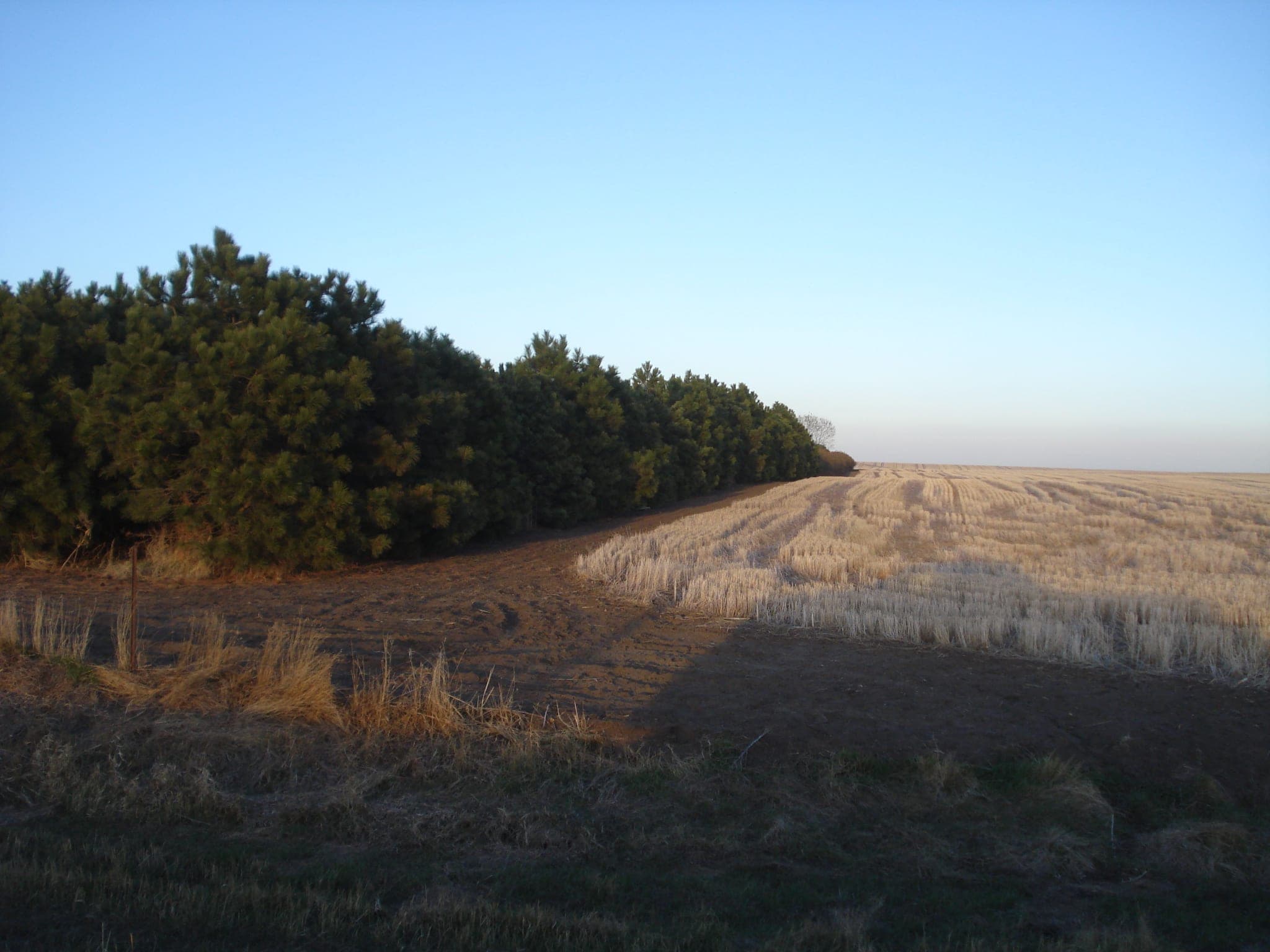 Gunner's Haven Pheasant Camp image 8