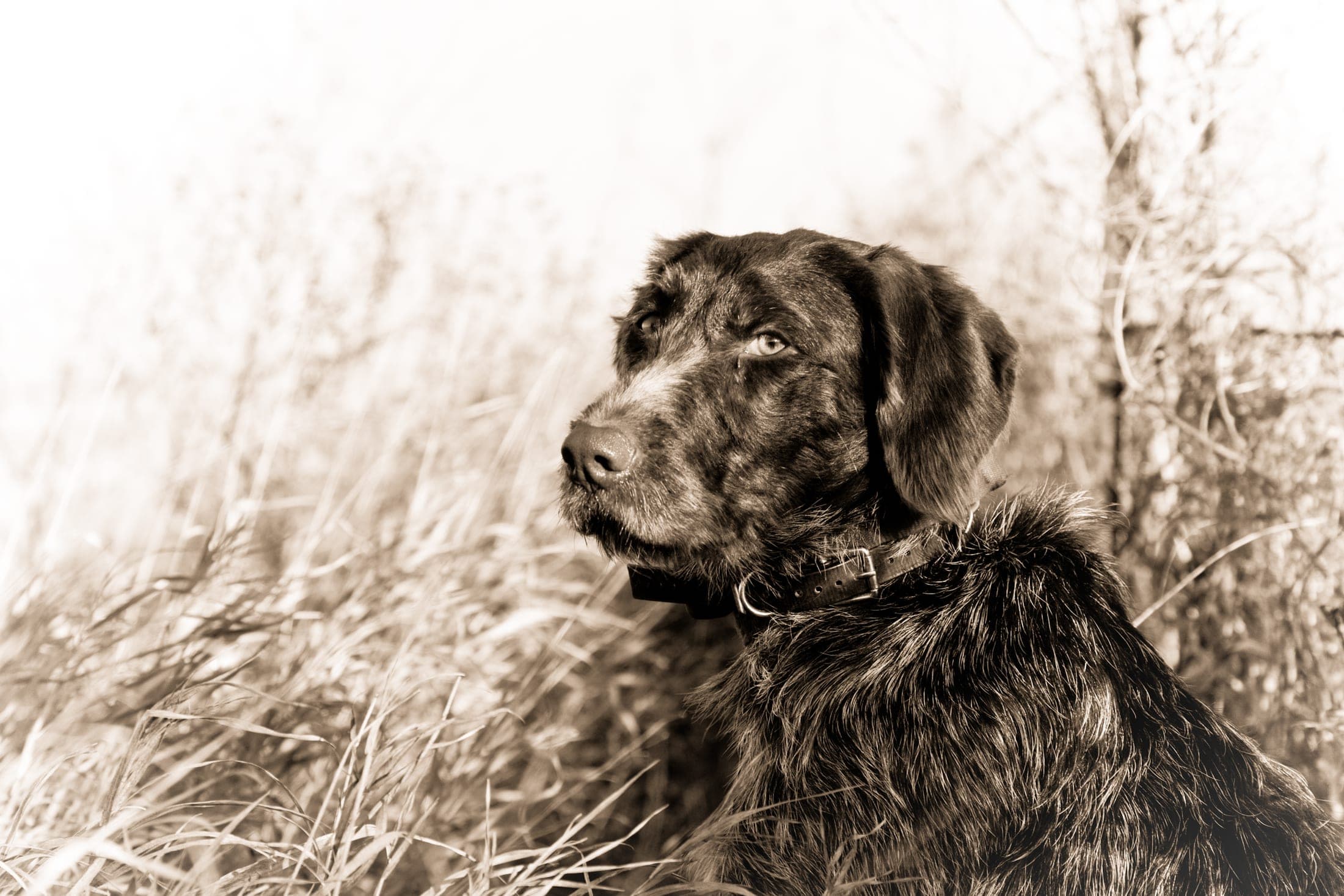 Faulkton South Dakota Pheasant Hunting | Faulkton, SD image 8