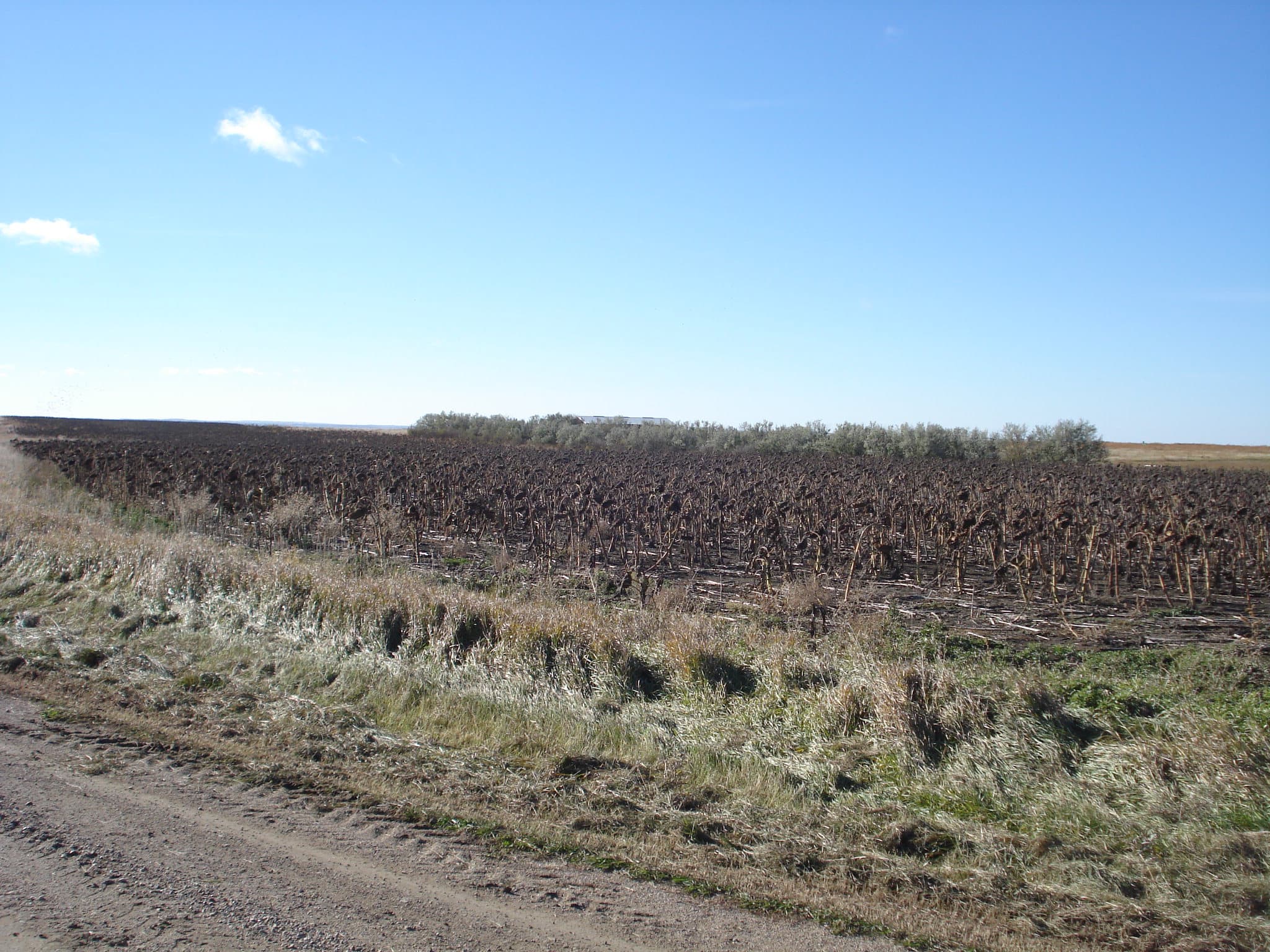 Gunner's Haven Pheasant Camp image 10