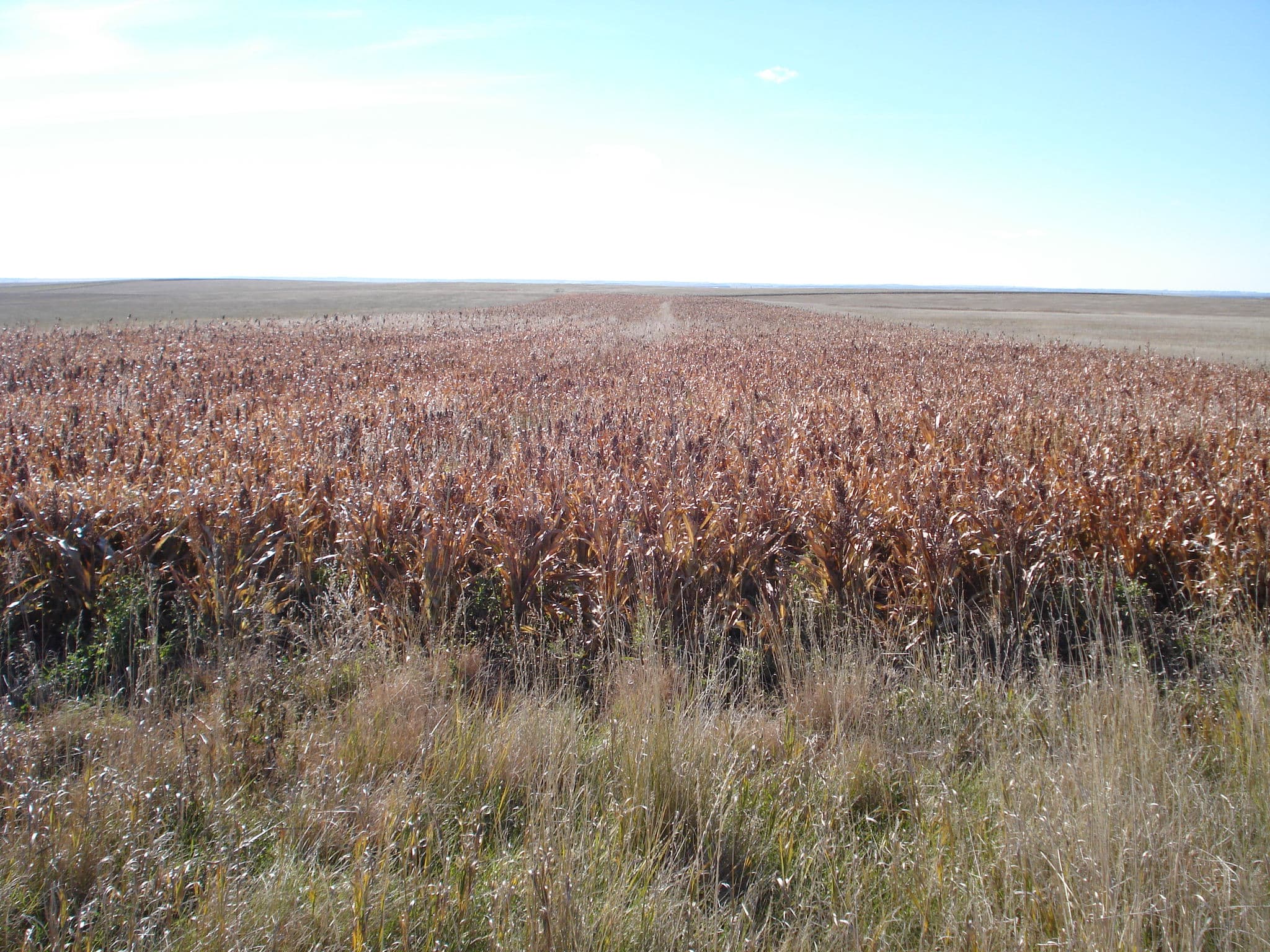 Gunner's Haven Pheasant Camp image 11