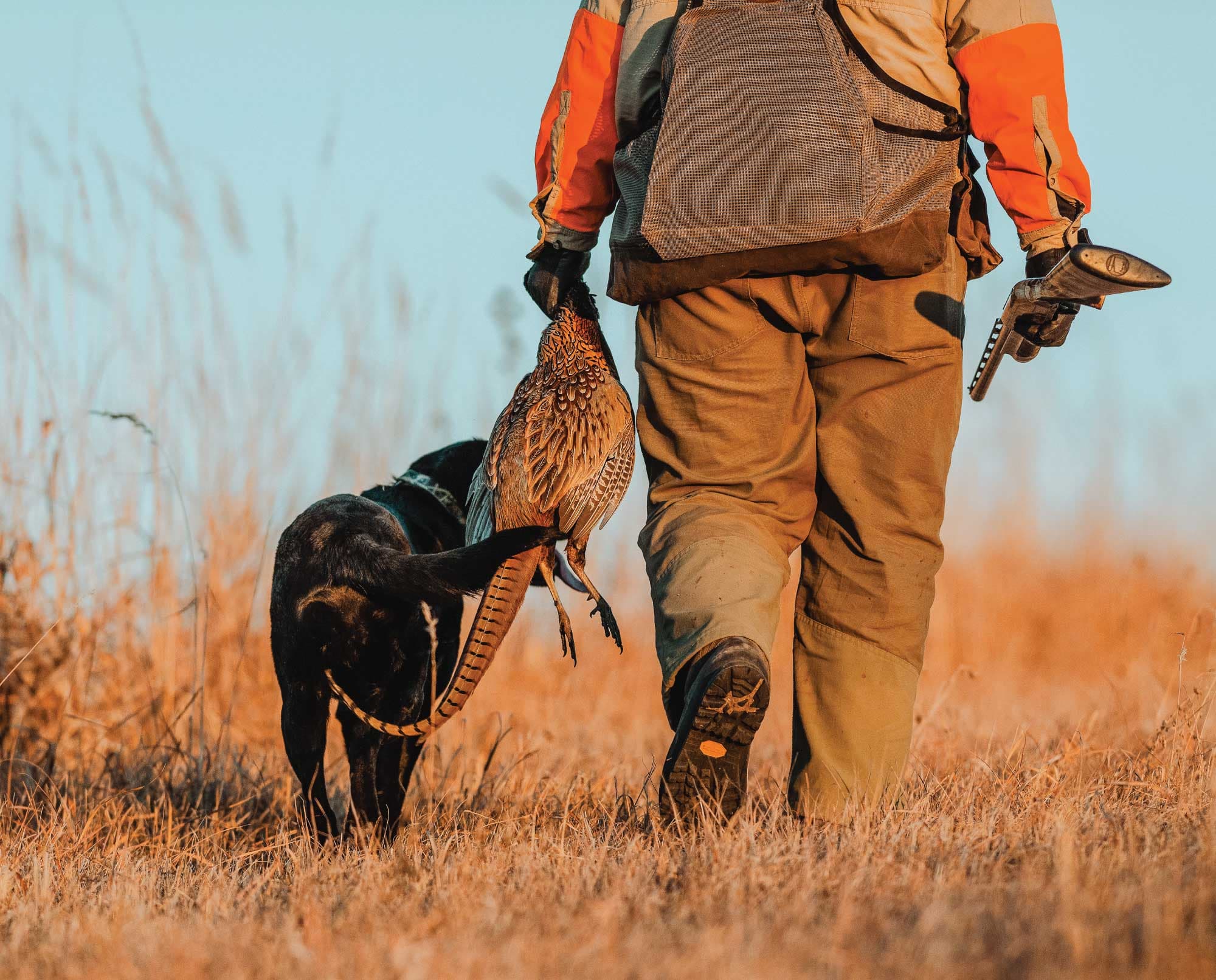 Hunter walking dog through field