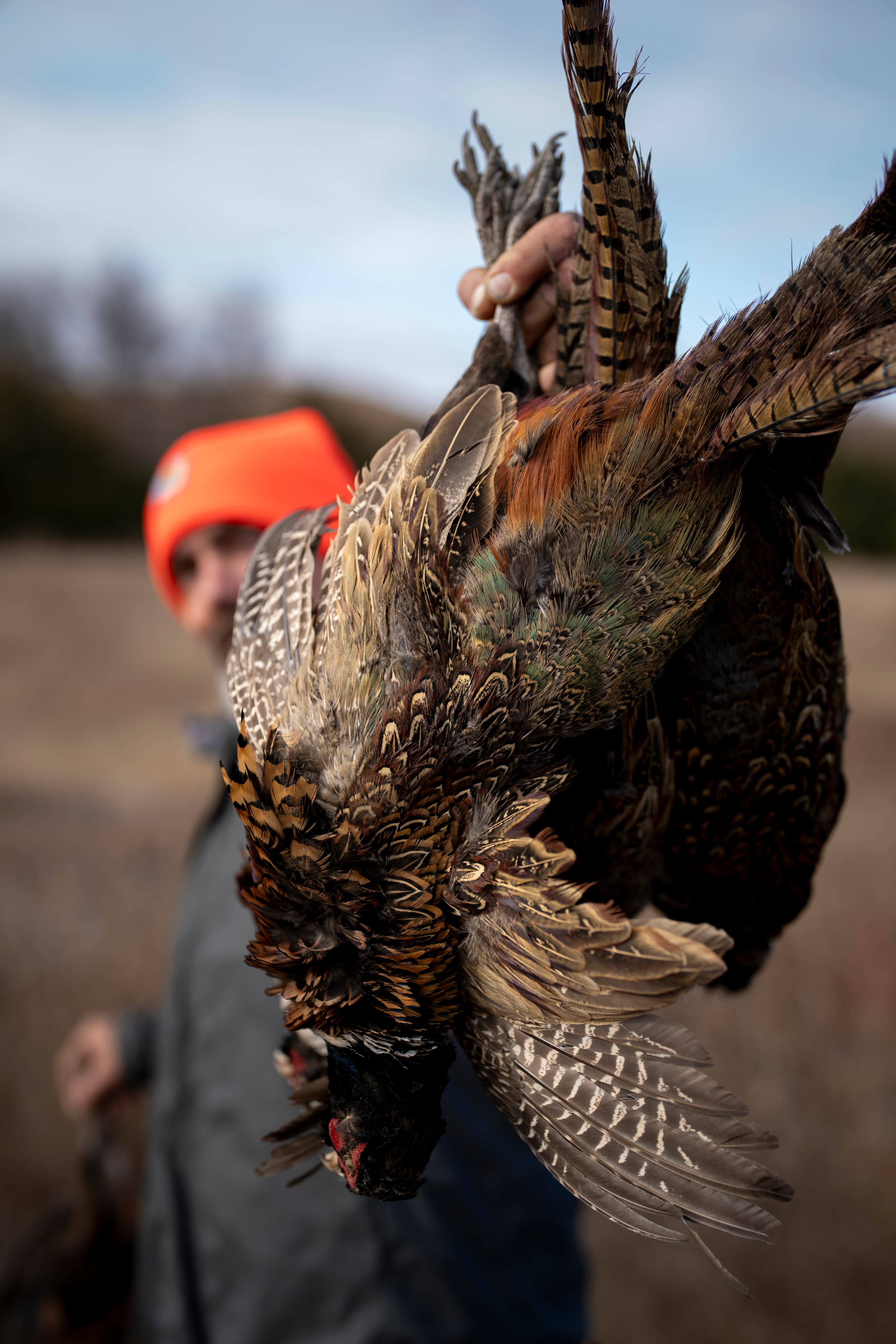 Pheasant feathers in hunter's hand