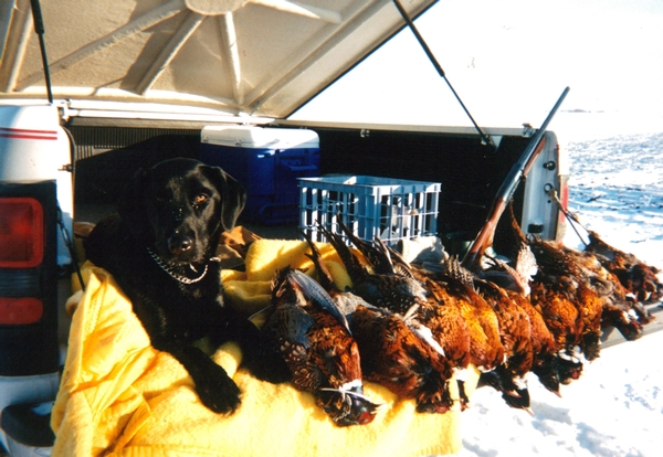 2020 Pheasant Season End Conclusions - Final Report