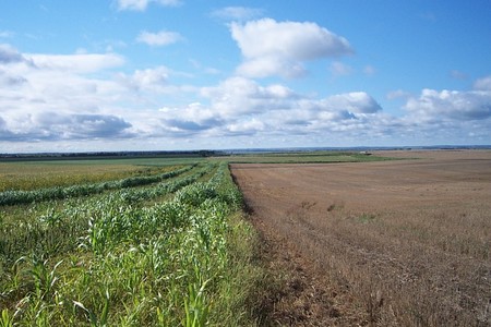2008 South Dakota Pheasant Hunting Outlook Forecast - July