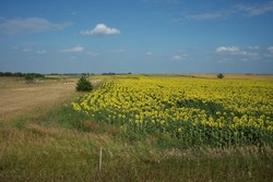 2007 South Dakota Pheasant Hunting Counts Up 23% Overall