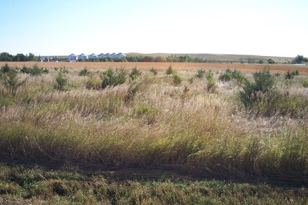 2008 South Dakota Pheasant Hunting Outlook Forecast - September