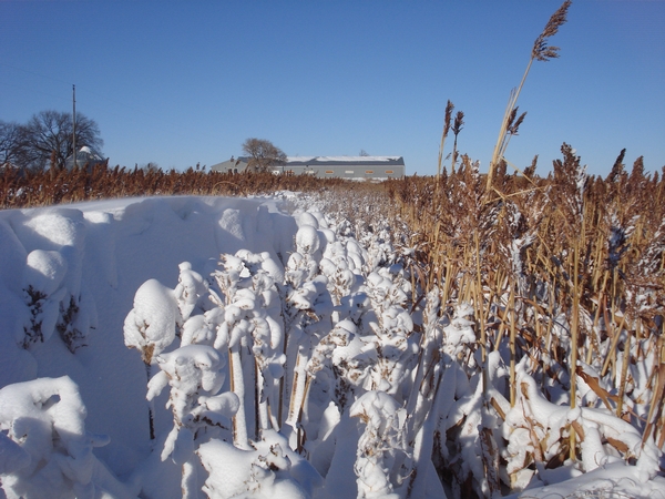 2019 UGUIDE South Dakota Summer Pheasant Hunting Outlook Forecast Report