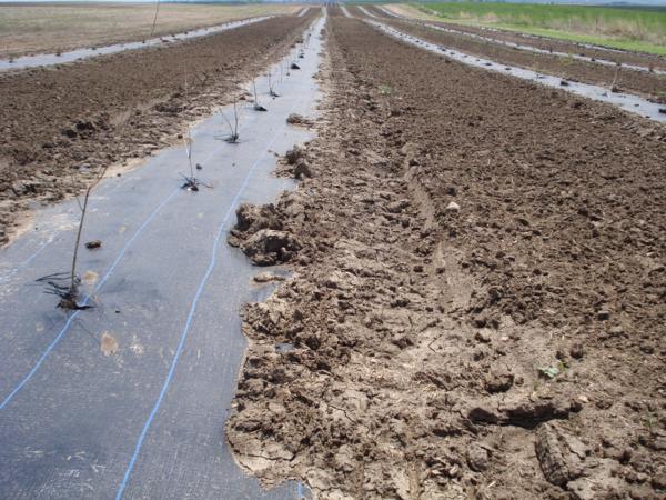 Habitat Topic #1 – A Fabric-less Woody Cover Planting System