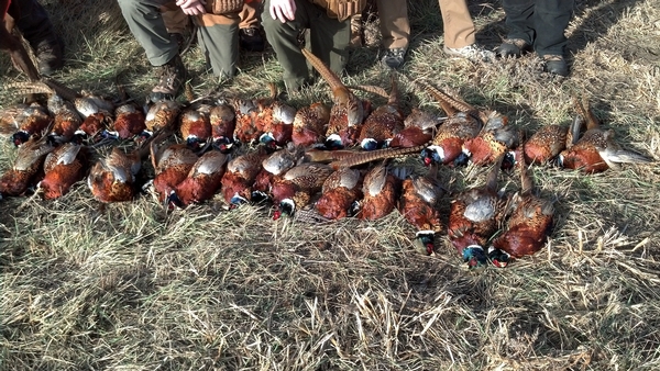 2019 UGUIDE Opener Harvest Report By Camp