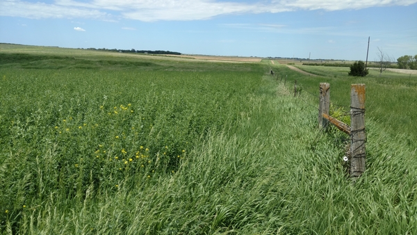2018 UGUIDE South Dakota Summer Pheasant Hunting Report