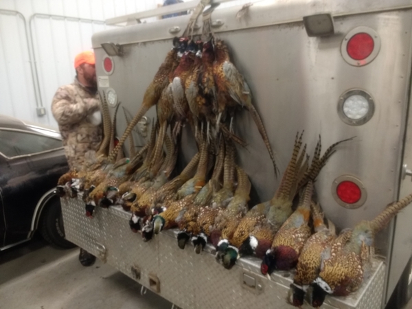 2018 UGUIDE Week 8 Harvest Report By Camp