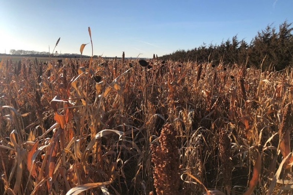 Food Cover Plots 2.0