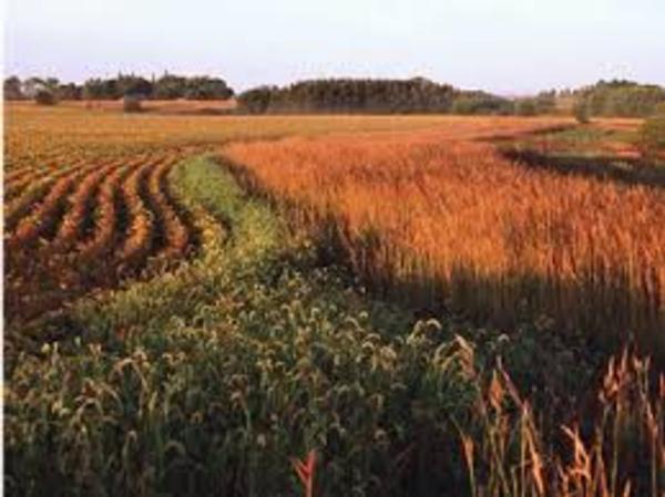The Case for Pheasants - Solutions