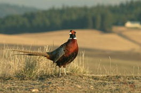 2008 South Dakota Pheasant Hunting Outlook Forecast - June