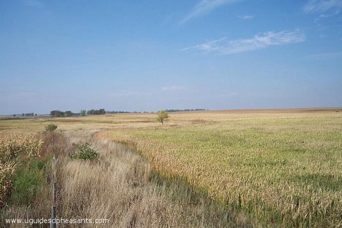 Pheasant Hunting Photo