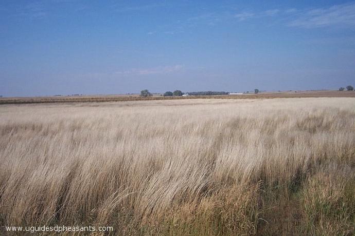 Pheasant Hunting Photo