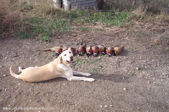 Pheasant Hunting Photo