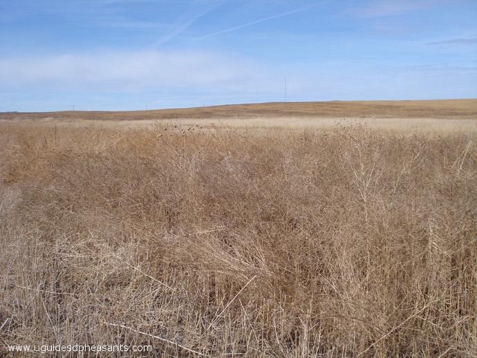 Pheasant Hunting Photo