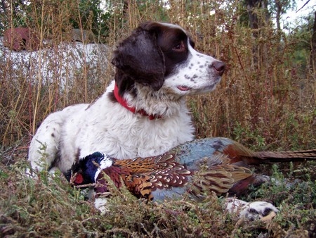 pheasant hunting dogs