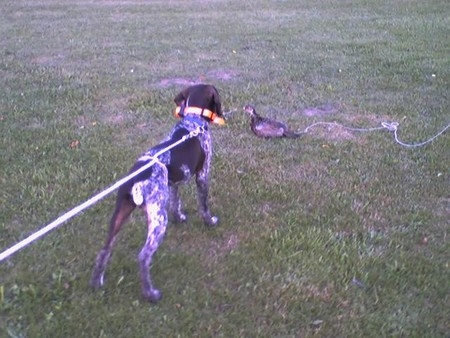 upland bird dog training