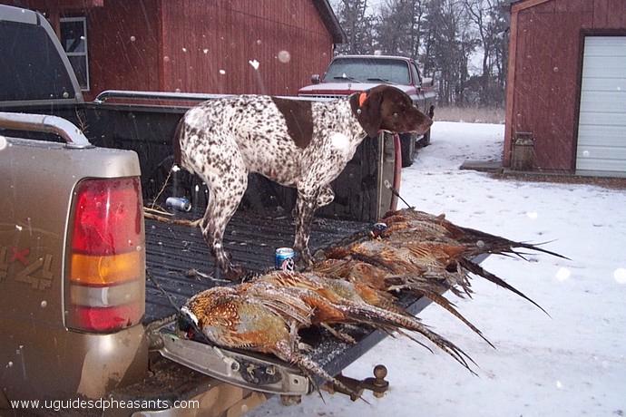 Pheasant Hunting Photo