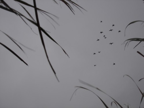 Waterfowl Hunting Photo