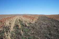 West River Adventures Pheasant Hunting Private Land 6