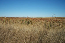 Pheasant Camp Lodge Land 2