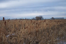 Pheasant Camp Lodge Land 5