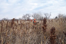 Pheasant Camp Lodge Land 4